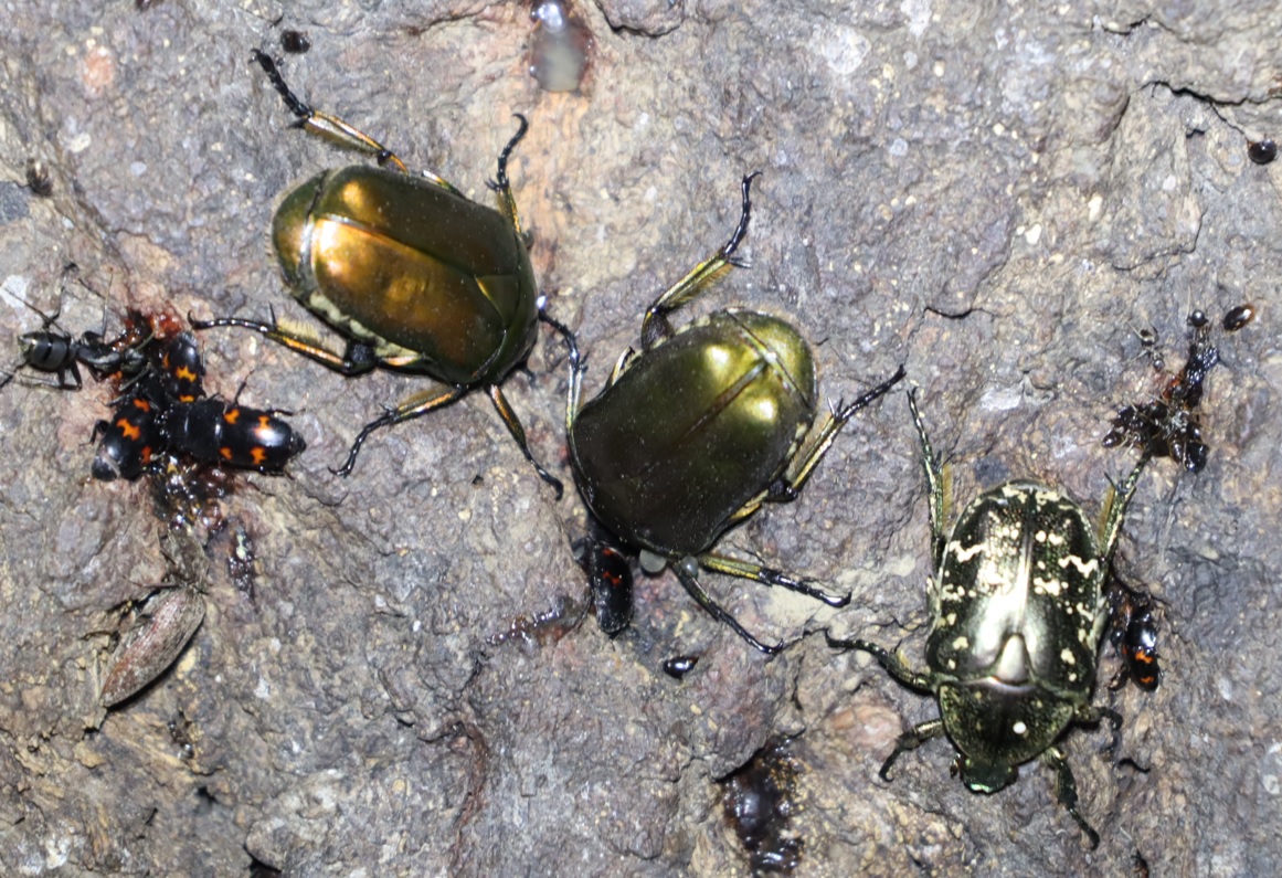 カナブンン、シラホシハナムグリ_No.7のクヌギ_クワガタ達のオアシス_2023年8月7日19時30分 気温29度